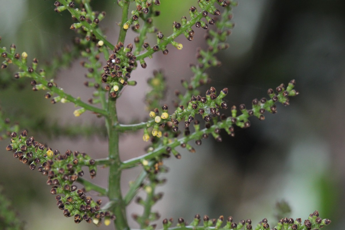 Licuala grandis (T.Moore) H.Wendl.